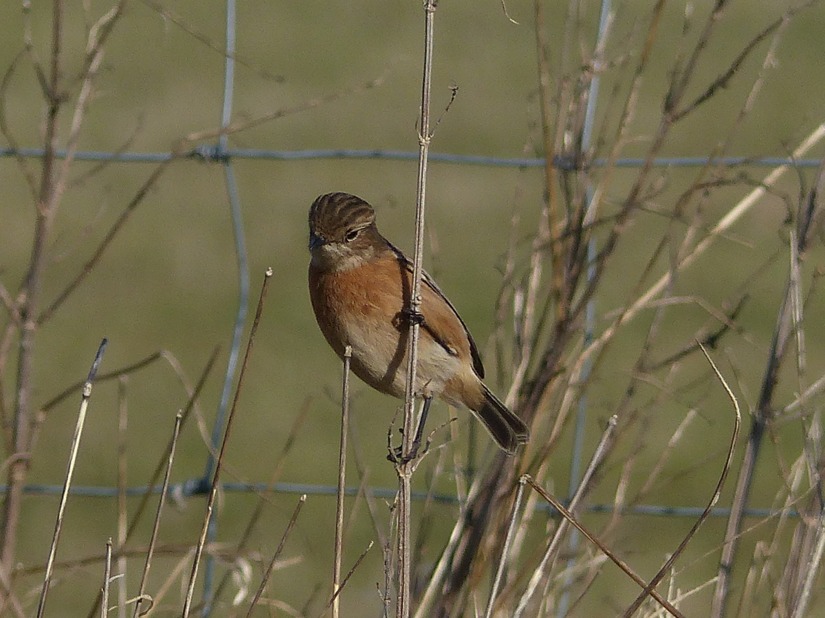 Stonechat (female)